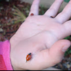 Ladybug