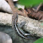 Lagartija espinosa ventrirosada, Rose-bellied Lizard