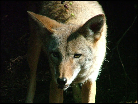 Spotting Image 1
