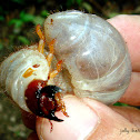 Rhinoceros Beetle Grub