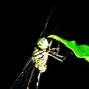 the Slender Skimmer