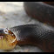 Florida Green Watersnake