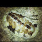 Chiton