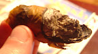 DSC02584.JPG