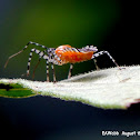 Assassin Bug