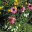 Purple Coneflower