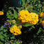 Lantana 'Gold Mound'