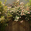 Cecile Brunner climbing rose