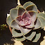 Echeveria 'Perle von Nurnberg'