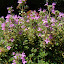 Creeping Pink Thyme