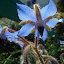 Borage