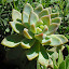 Graptosedum 'Ghosty'