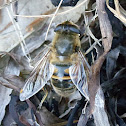 Drone fly