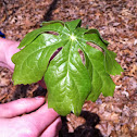 Mayapple