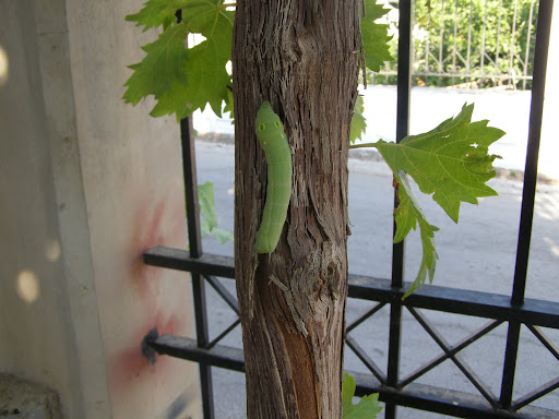 Grapevine Caterpillar