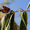 Monarch