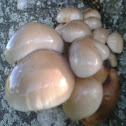 Porcelain mushroom