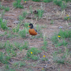 American Robin