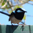Superb Fairy-wrens (male)