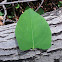 Japanese knotweed