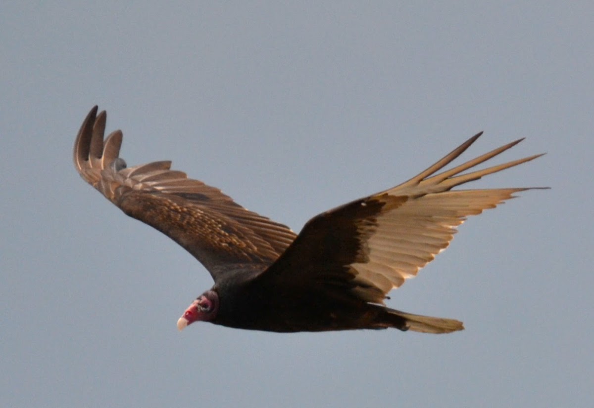 Turkey Vulture