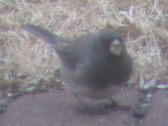 Spotting Image 1