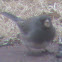 Dark-Eyed ("Slate-Colored") Junco