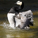 Goose