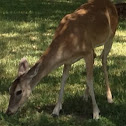 Unnamed spotting