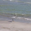 Snowy Egret