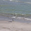 Snowy Egret