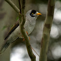Noisy Miner