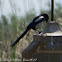 Magpie; Urraca