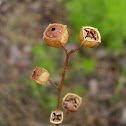 Seedbox
