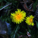 dandilion