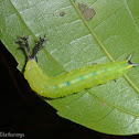 Black prince Caterpillar