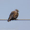 Turtle Dove; Tórtola Común