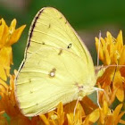 Clouded Sulphur butterfly