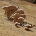 Split-Gill Fungus
