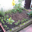 Viki And Matt's Backyard garden