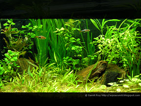 Nature Aquarium and Creative Aquascapes by Samit Roy