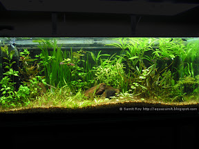 Aquascapes of Samit Roy