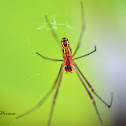 Orchard Orbweaver