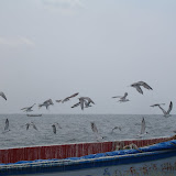 ...and the guards fly away as we get near...after all, someone is afraid of me!
