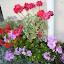 vivvy's the not-geranium pot garden
