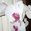 Vivvy's Indoor garden