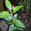 carpentaria