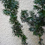 topiary yew