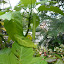 brugmansia