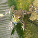 Green Frog